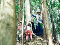 山から木をいただく