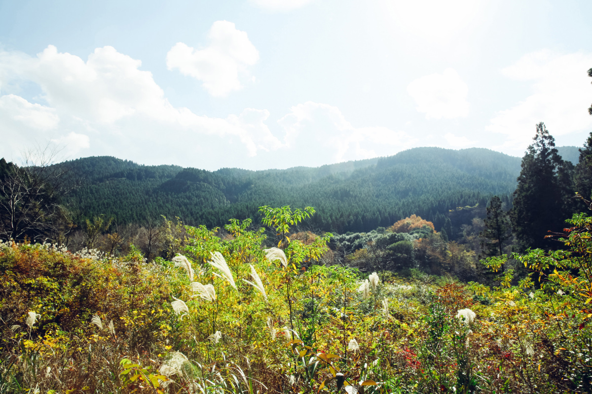 山から木をいただく