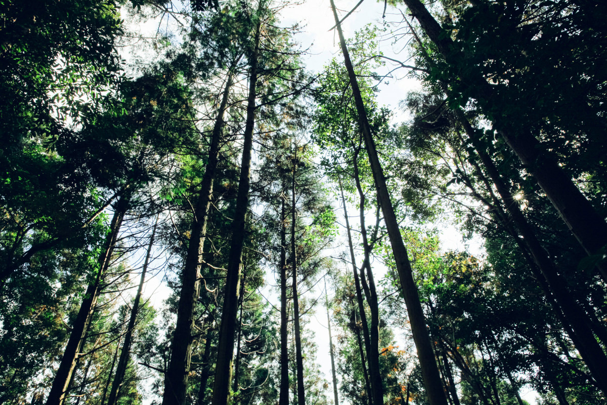 山から木をいただく