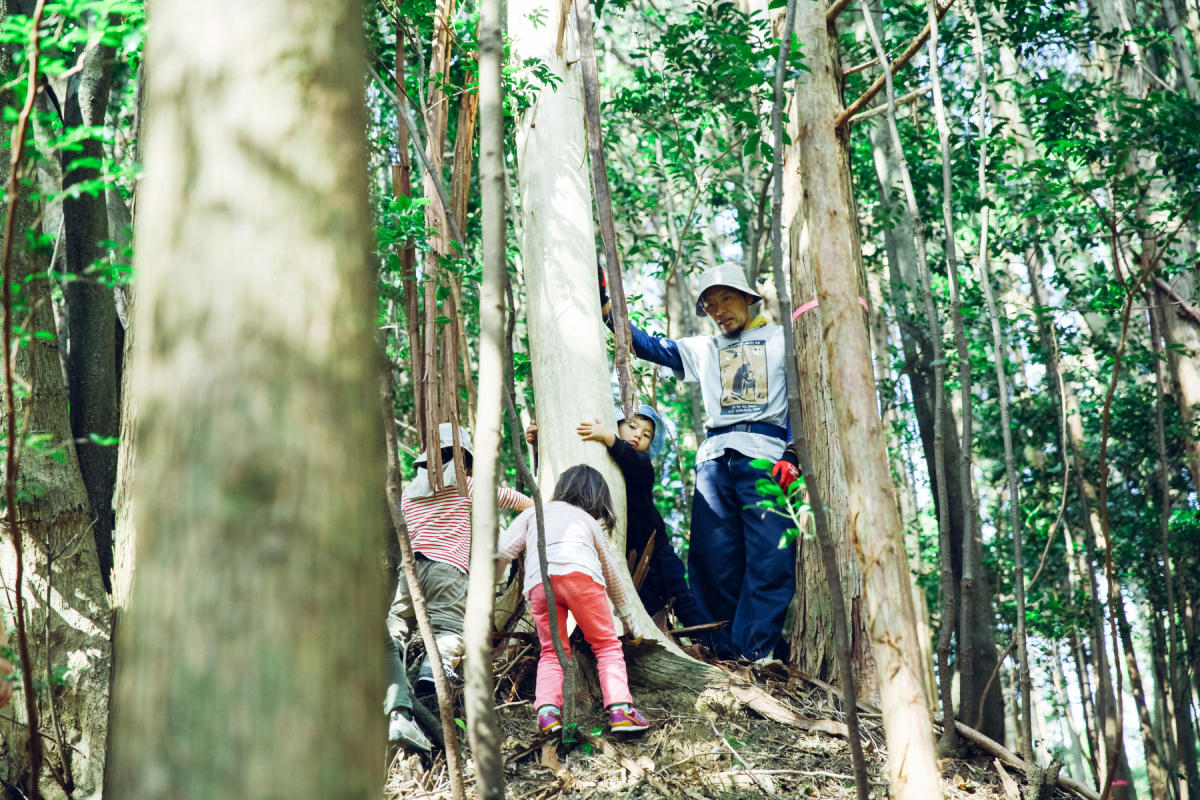 山から木をいただく