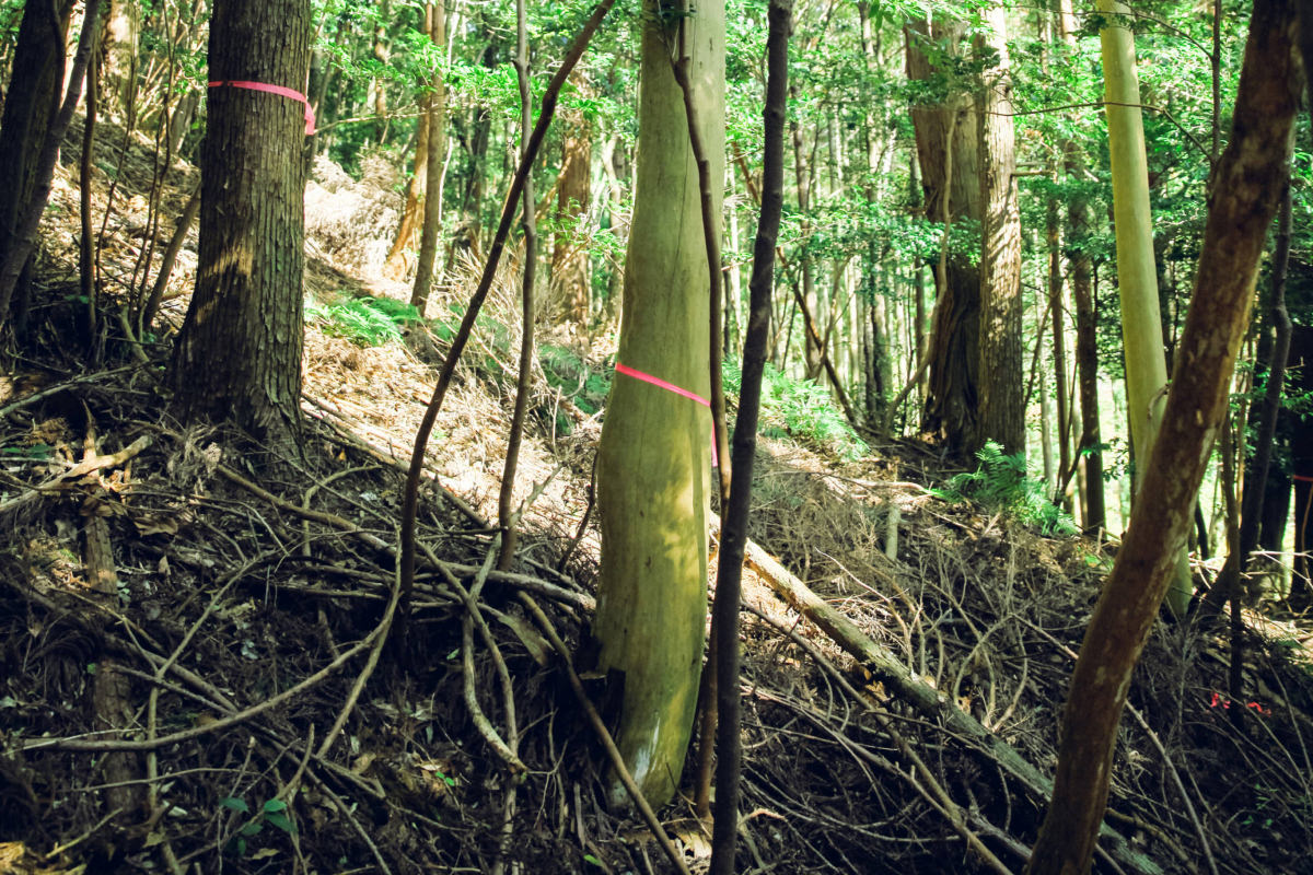 山から木をいただく