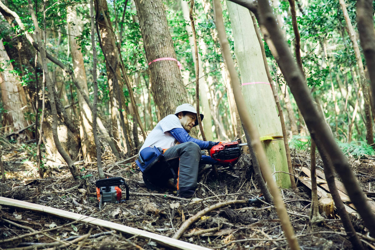 山から木をいただく