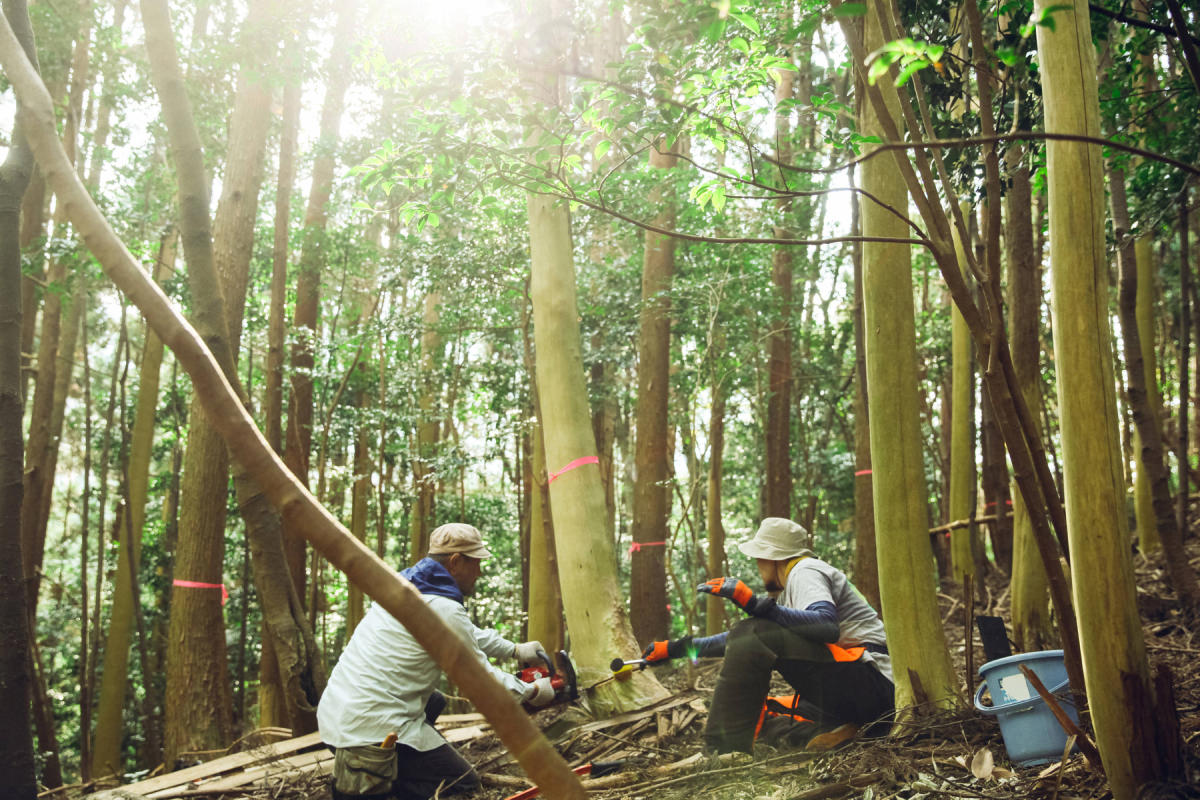 山から木をいただく