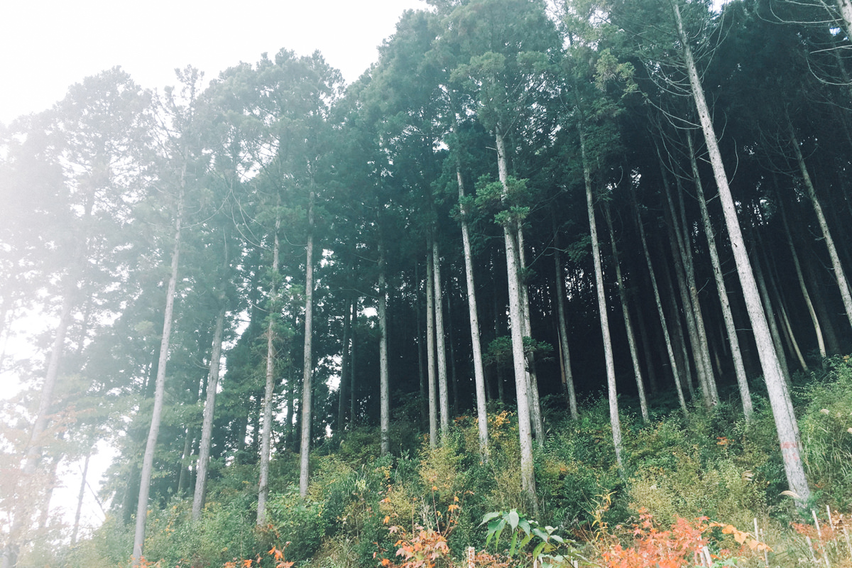 シンボルツリー